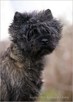 Cairn Terrier - rodowodowe (ZKwP/FCI) szczenięta. - 4