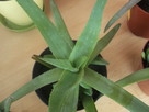 ALOES LECZNICZY Aloe vera sadzonka - 1