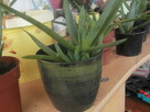 ALOES LECZNICZY Aloe vera sadzonka - 5