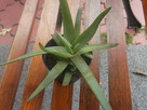 ALOES LECZNICZY Aloe vera sadzonka - 4