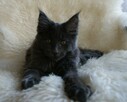Piękna pieszczoszka maine coon - 2