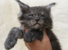 Wspaniałe kocięta maine coon. Raty - 6