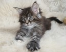 Wspaniałe kocięta maine coon. Raty - 4