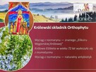 Żel na stawy i kręgosłup orthophyt - 7