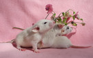 Szczurki, szczury, szczur Dumbo - piękne, oswojone maluszki - 3