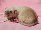 Szczurki, szczury, szczur Dumbo - piękne, oswojone maluszki - 2