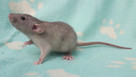 Szczurki, szczury, szczur Dumbo - piękne, oswojone maluszki - 11