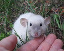 Szczurki, szczury, szczur Dumbo - piękne, oswojone maluszki - 8