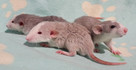 Szczurki, szczury, szczur Dumbo - piękne, oswojone maluszki - 5
