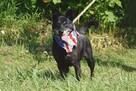 8-letni Bambo marzy o domu! Uwielbia ludzi! Adoptuj! - 7