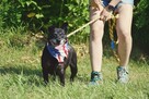 8-letni Bambo marzy o domu! Uwielbia ludzi! Adoptuj! - 6