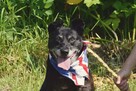 8-letni Bambo marzy o domu! Uwielbia ludzi! Adoptuj! - 4