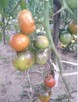 Pomidory - 7