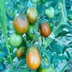 Pomidor malinowy i inne Bionaturalne! - 4
