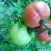 Pomidor malinowy i inne Bionaturalne! - 3