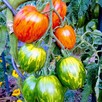 Pomidor malinowy i inne Bionaturalne! - 5