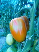 Pomidor malinowy i inne Bionaturalne! - 9