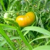 Pomidor malinowy i inne Bionaturalne! - 8