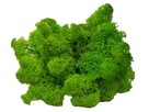 Mech chrobotek różne kolory 5 kg - 3