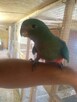 papugi ręcznie karmione - 3