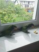 papugi ręcznie karmione - 2