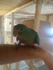 papugi ręcznie karmione - 4