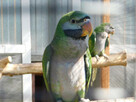 papugi ręcznie karmione - 1