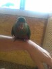 papugi ręcznie karmione - 5