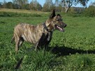 Kawa szuka domu - 3