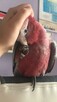Sprzedam papugę kakadu różową - 1