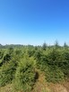 Plantacja Choinek jodła świerk pospolity srebrny.FORMOWANE - 3