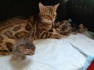 Bengalski kot - są kocięta Hodowla Felicity Cats*PL - 2