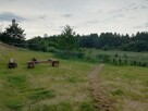 Domek nad jeziorem Pomorze Zachodnie - 15
