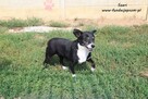 Szeri - malutka sunia - 5