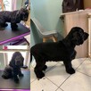 Groomer, psi fryzjer, salon fryzjerski dla psów Zawiercie - 3