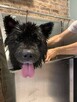 Groomer, psi fryzjer, salon fryzjerski dla psów Zawiercie - 1