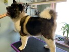 Groomer, psi fryzjer, salon fryzjerski dla psów Zawiercie - 4