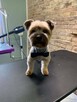 Groomer, psi fryzjer, salon fryzjerski dla psów Zawiercie - 5