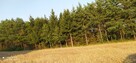 Sprzedam las - 3