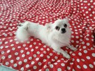 Samczyk chihuahua