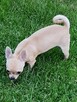 Chihuahua krótkowłosa!!!