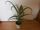 aloes - 3