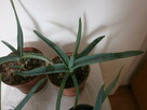 aloes - 2