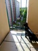 Montaż siatki dla kota na balkon preciw ptakóm na gołębie - 6