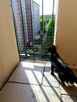 Montaż siatki na balkon dla kota przeciw ptakóm na gołębie - 4