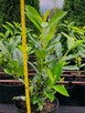 Laurowiśnia wschodnia ROTUNDIFOLIA DONICZKA - 1
