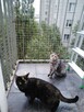 Montaż siatki na balkon dla kota przeciw ptakóm na gołębie - 5