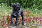 Dogo Canario / Presa Canario - piękne