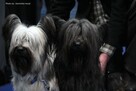 szczenięta SKYE TERRIER po championach FCI cert. do wglądu - 3