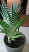 Aloesy kolekcjonerskie i ... - 2